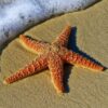 11 удивительных фактов о морских звёздах