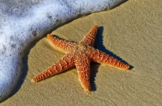 11 удивительных фактов о морских звёздах