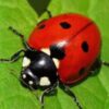 Божья коровка — милашка или монстр с крылышками?